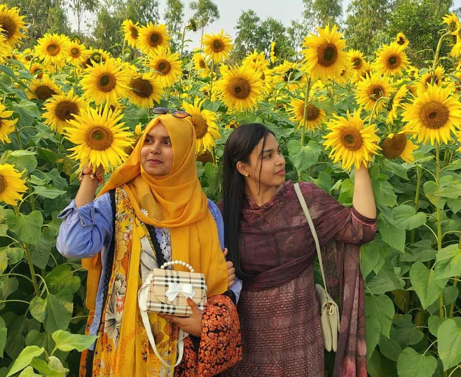 পত্নীতলায় সূর্যমূখীর সৌন্দর্য আকৃষ্ট হচ্ছে  তরুণ- তরুণী
